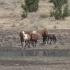 Wild Horses of Oregon